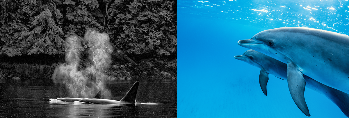 beautiful scene of ocean with whales and dolphins