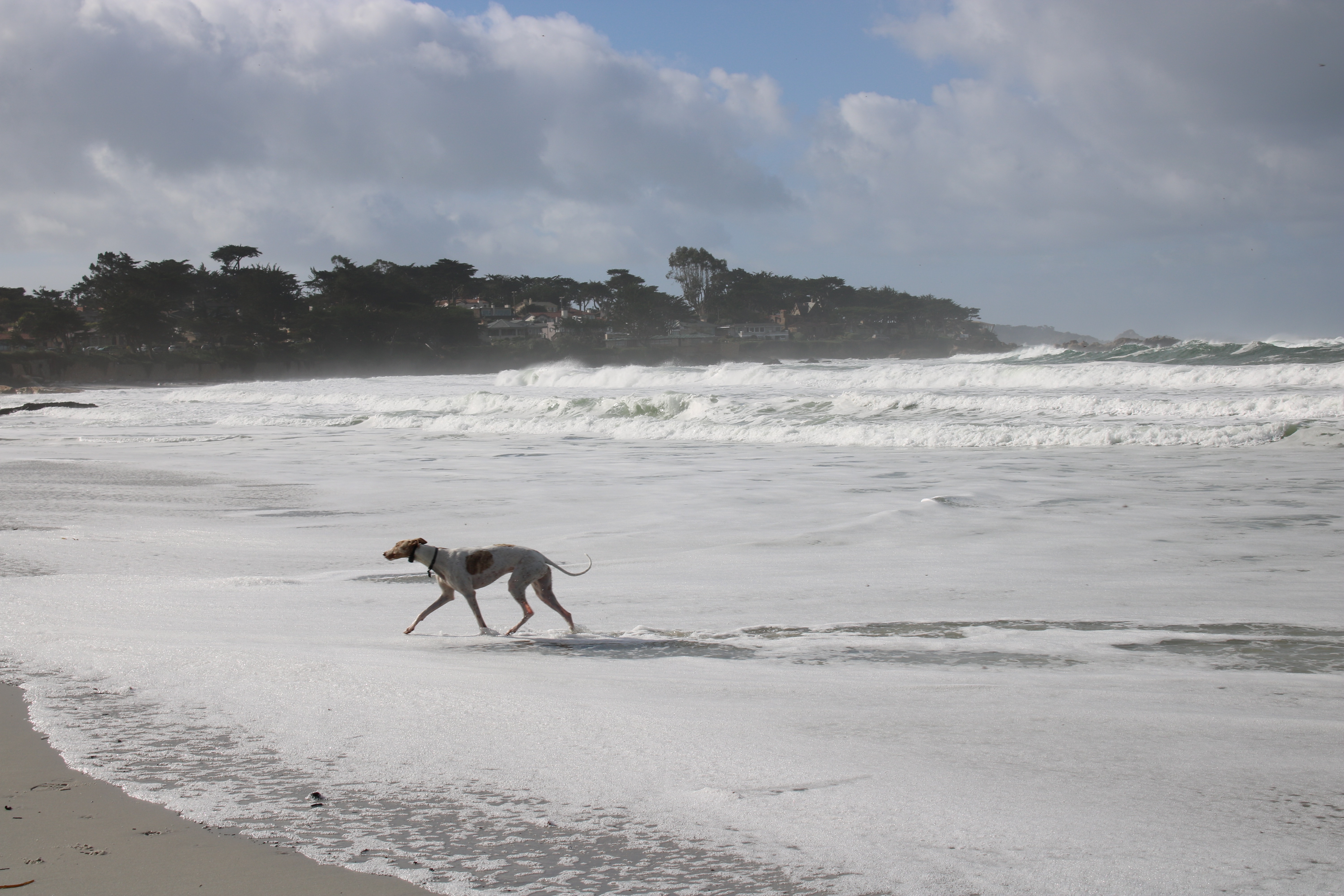 Dogs at the beach