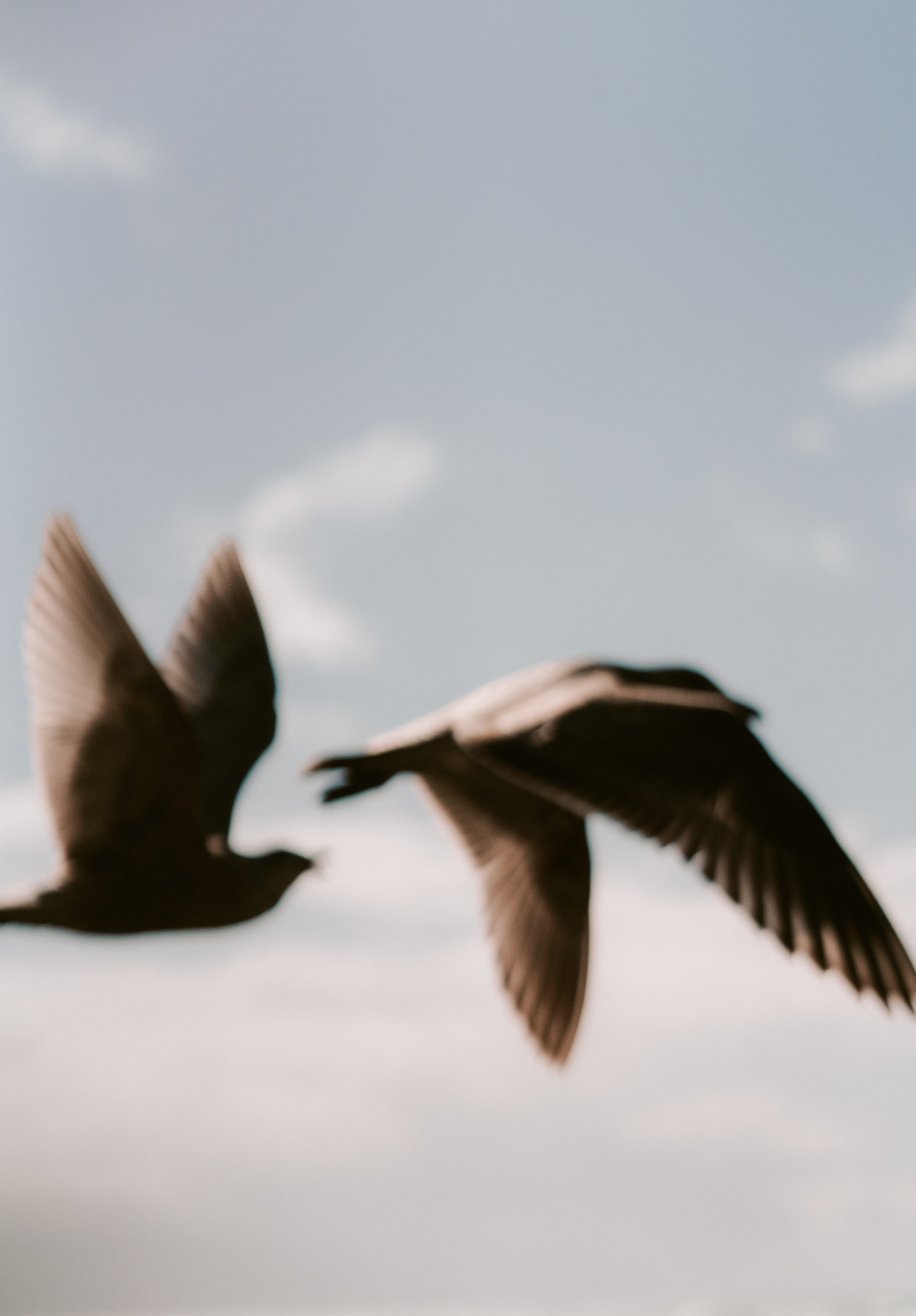 Birds on the beach