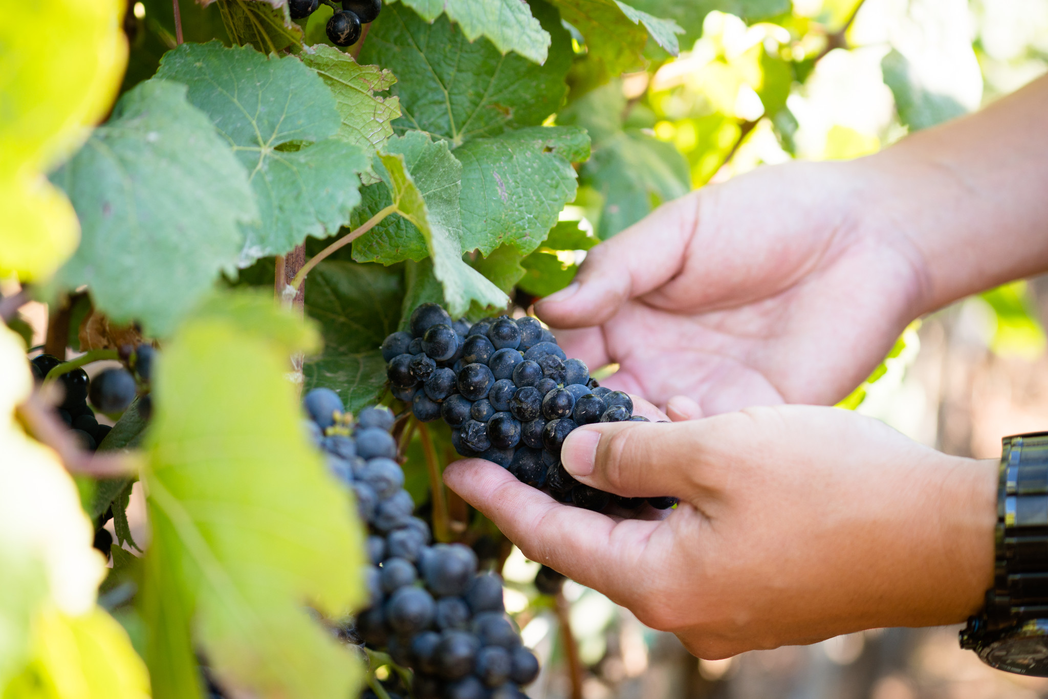 Pinot Noir Grapes