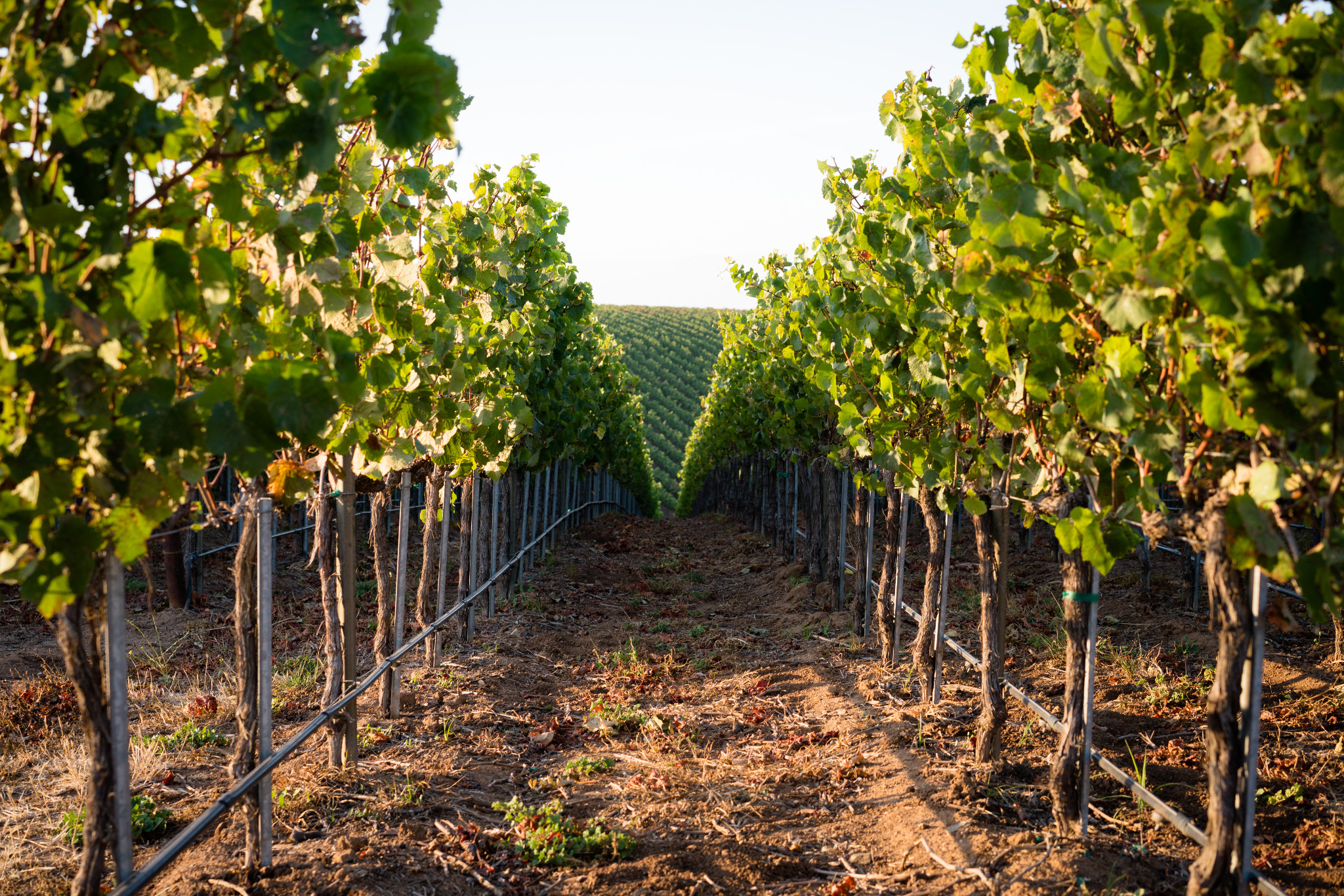 Vineyards