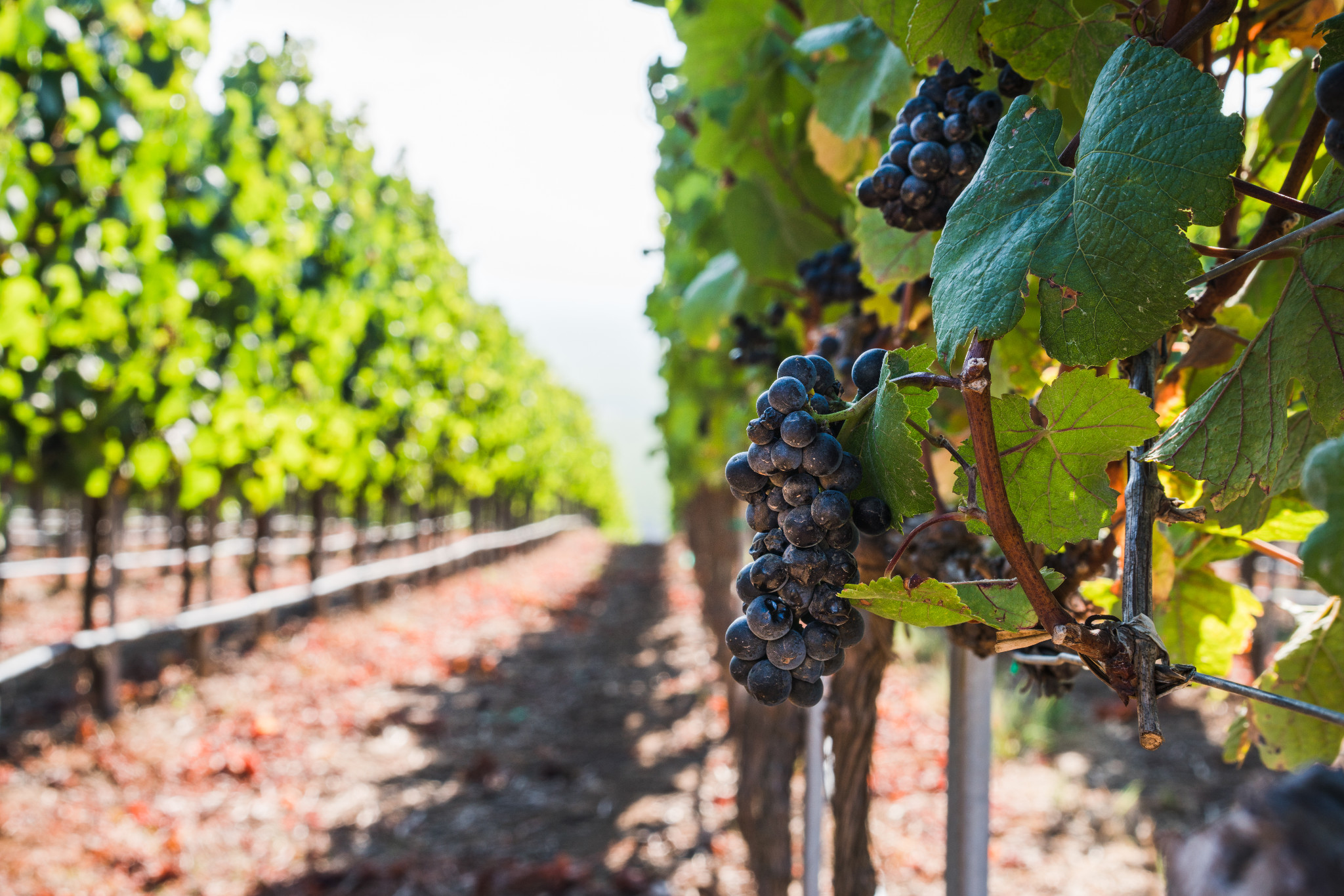 Grapes in vineyard