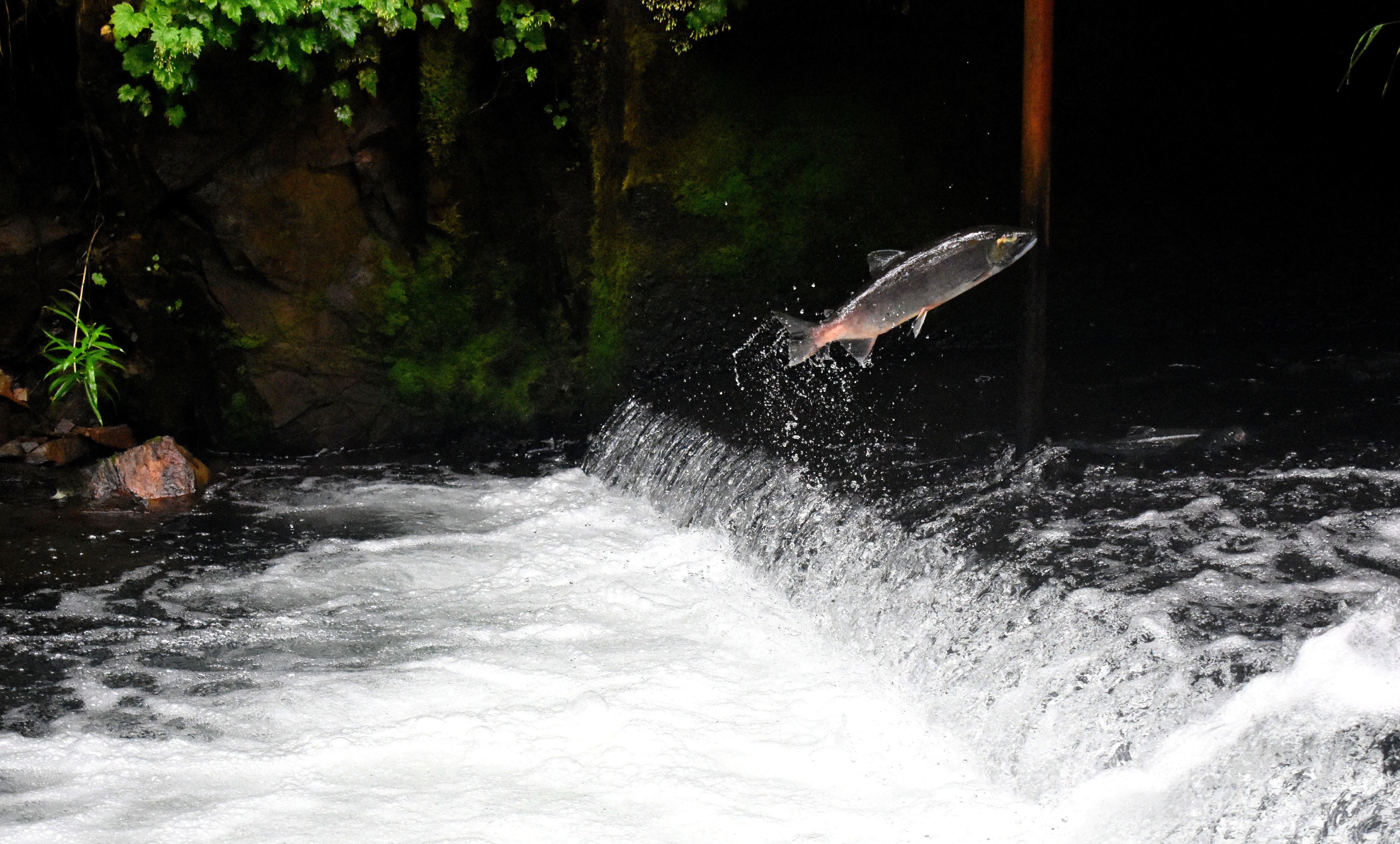 Salmon swimming