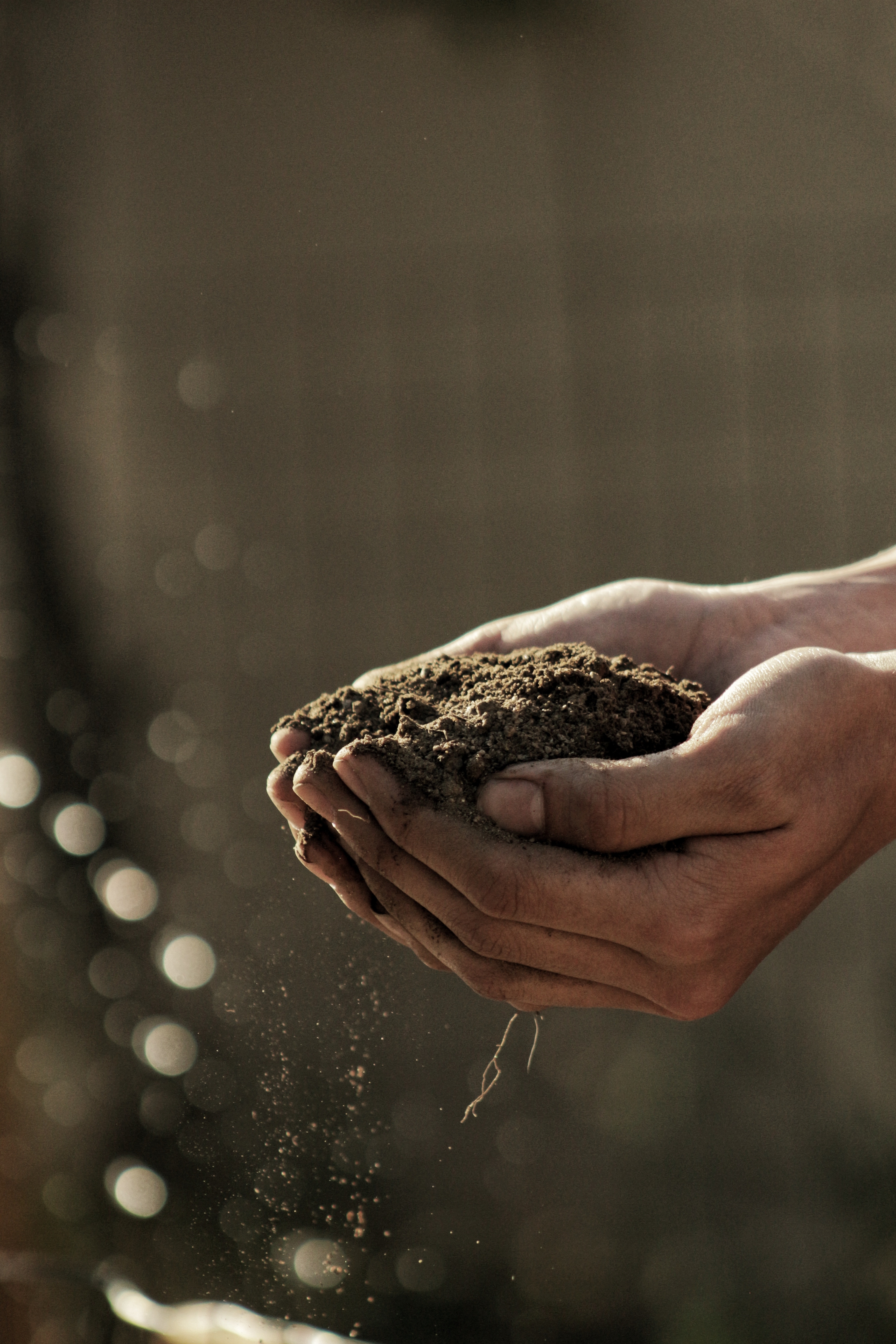 Soil in hand