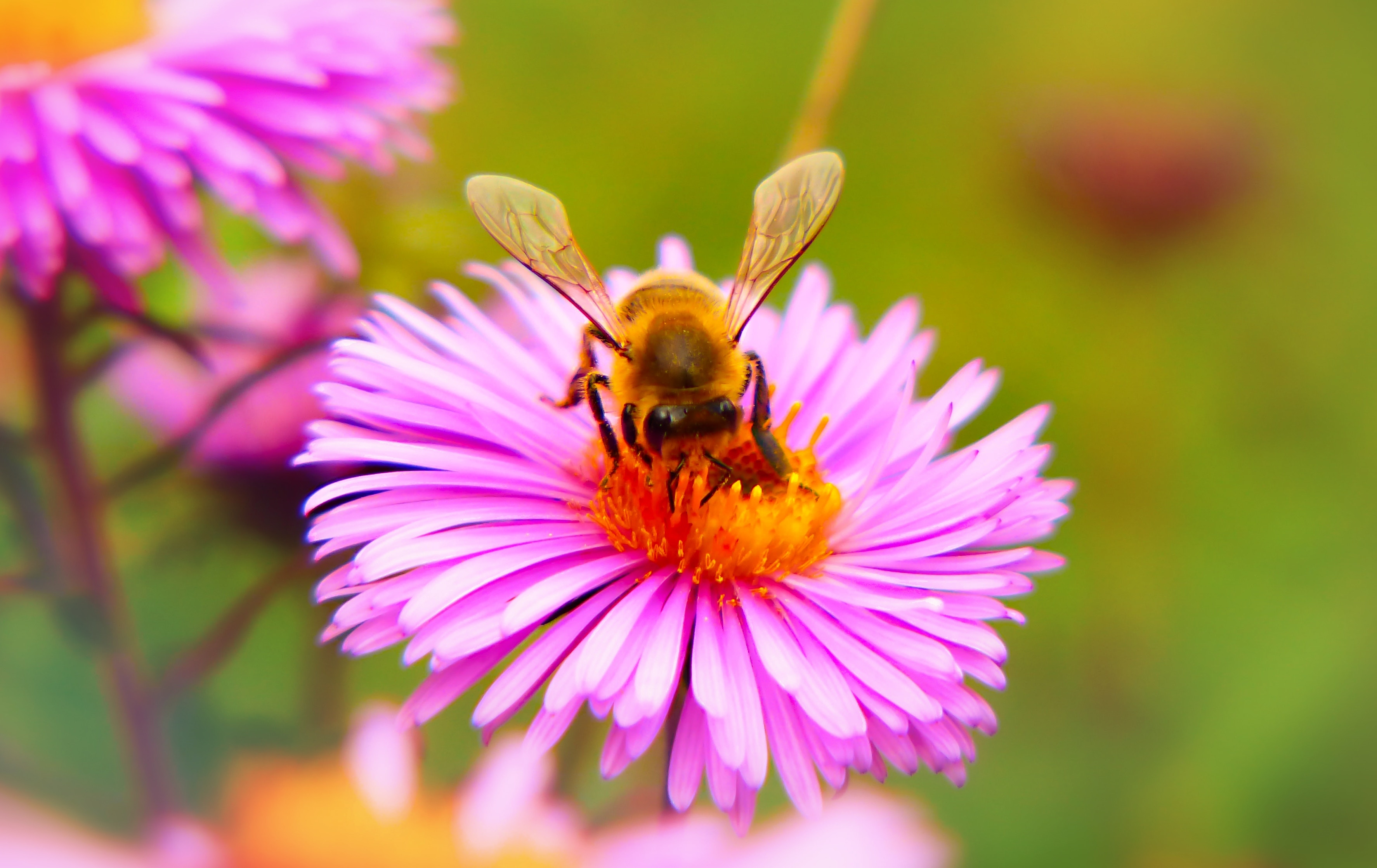 Bee on flower