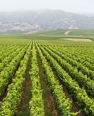 Panorama Vineyard Carmel Road