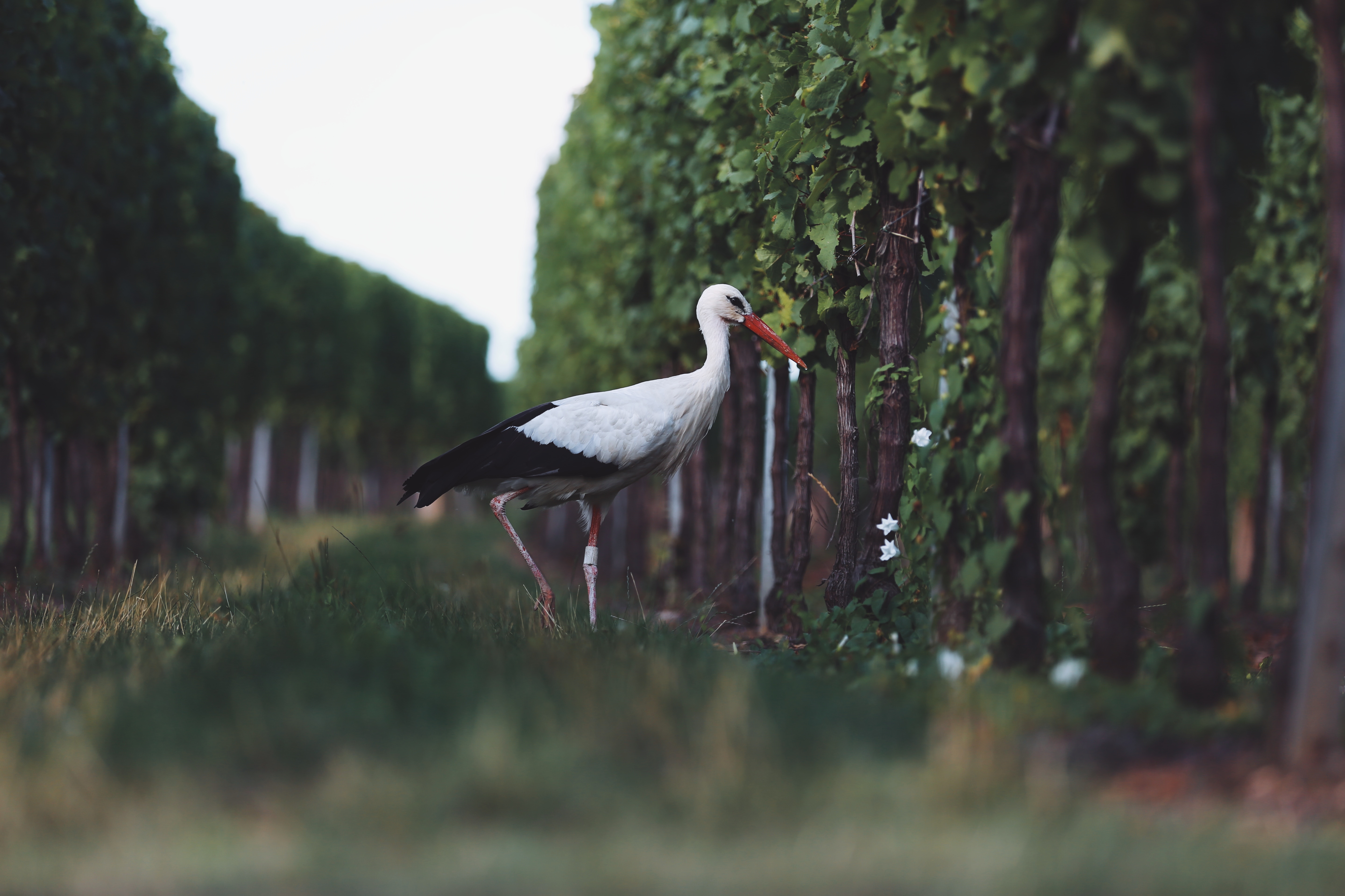 Bird in vineyard