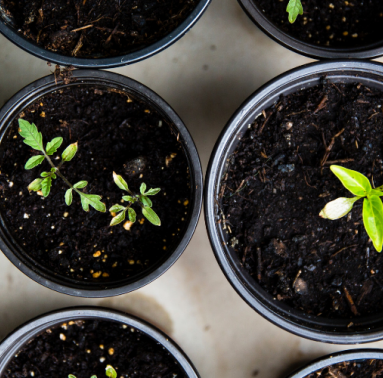 Potted plant seedlings