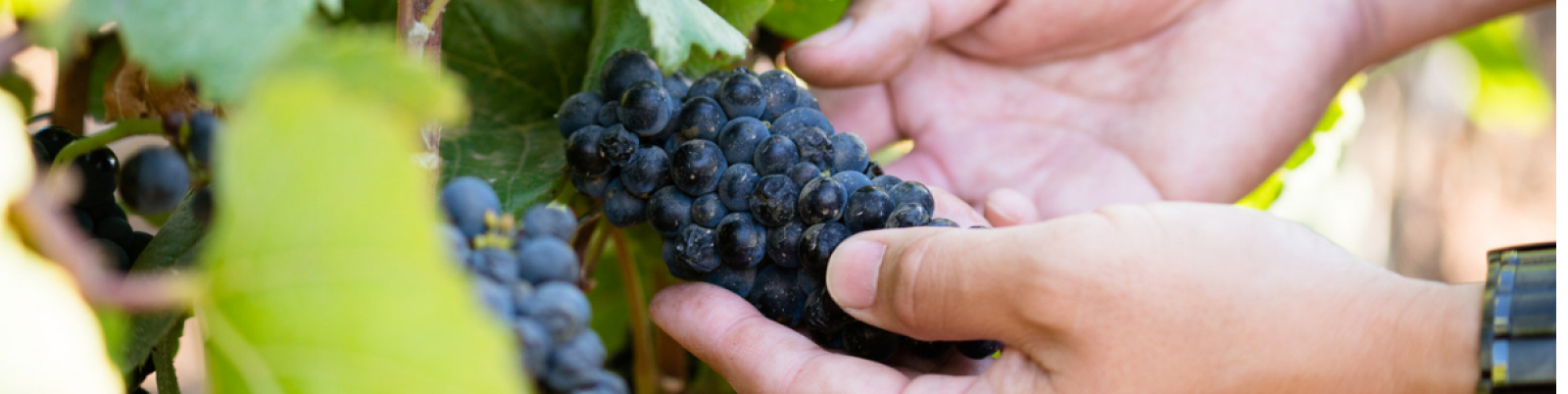 Grapes in vineyard